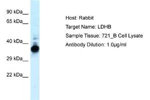 WB Suggested Anti-LDHB Antibody   Titration: 1 ug/ml   Positive Control: 721_B Whole Cell LDHB is strongly supported by BioGPS gene expression data to be expressed in Human 721_B cells (LDHB anticorps  (C-Term))