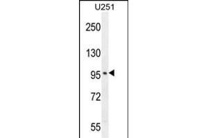 SOBP Antibody (C-term) (ABIN654795 and ABIN2844473) western blot analysis in  cell line lysates (35 μg/lane). (SOBP anticorps  (C-Term))