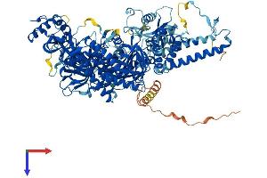 AlphaFold protein structure predicition of Mouse Recombinant Pold1 Protein, UniprotID P52431