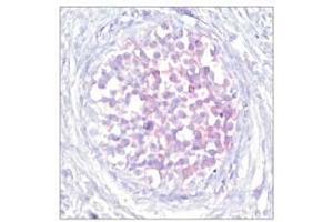Image no. 1 for anti-V-Raf-1 Murine Leukemia Viral Oncogene Homolog 1 (RAF1) (pSer259) antibody (ABIN196618) (RAF1 anticorps  (pSer259))