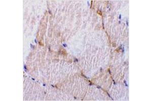 Immunohistochemistry of caspase-7 in rat skeletal muscle tissue with caspase-7 antibody at 10 μg/ml. (Caspase 7 anticorps  (N-Term))