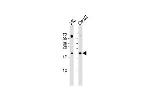 All lanes : Anti-RAC2 Antibody (C-term) at 1:2000 dilution Lane 1: 293 whole cell lysate Lane 2: Caco2 whole cell lysate Lysates/proteins at 20 μg per lane. (RAC2 anticorps  (C-Term))