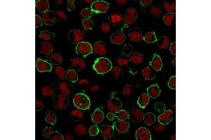 Immunofluorescence Analysis of K562 cells labeling CD43 with CD43 Rabbit Recombinant Monoclonal Antibody (SPN/1766R) followed by Goat anti-Rabbit- IgG-CF488 (Green).