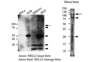 Western Blotting (WB) image for anti-NEL-Like 2 (Chicken) (NELL2) antibody (ABIN614304) (NELL2 anticorps)