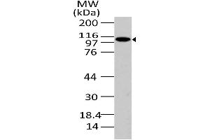 Image no. 1 for anti-phosphofurin Acidic Cluster Sorting Protein 1 (PACS1) (AA 150-400) antibody (ABIN5027423) (PACS1 anticorps  (AA 150-400))