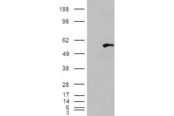 WIPF1 anticorps  (C-Term)