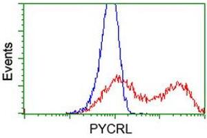Image no. 5 for anti-Pyrroline-5-Carboxylate Reductase 3 (PYCRL) antibody (ABIN1500522)