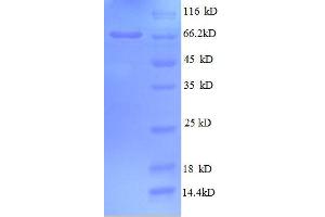 SDS-PAGE (SDS) image for Golgi Membrane Protein 1 (GOLM1) (AA 36-401), (partial) protein (GST tag) (ABIN1095614) (GOLM1 Protein (AA 36-401, partial) (GST tag))