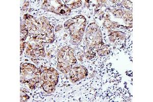 IHC analysis of TXN2 using anti-TXN2 antibody (ABIN7602150). (TXN2 anticorps  (AA 60-166))