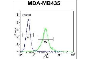 MeCP2 Antibody (N-term S80) (ABIN655914 and ABIN2845313) flow cytometric analysis of MDA-M cells (right histogram) compared to a negative control cell (left histogram).