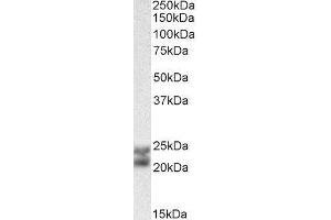 Caveolin 1, Caveolae Protein, 22kDa (CAV1) peptide