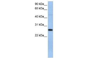 WB Suggested Anti-EIF4H  Antibody Titration: 0.