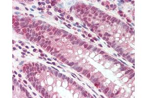 Anti-DEFB107A antibody IHC staining of human colon. (DEFB107A anticorps  (AA 29-42))