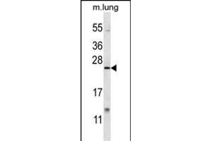 XBP1 Antibody (C-term) (ABIN656725 and ABIN2845950) western blot analysis in mouse lung tissue lysates (35 μg/lane). (XBP1 anticorps  (C-Term))