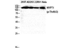 Western Blot (WB) analysis of 293T AD293 22RV1 HeLa cells using Phospho-MYPT1 (T853) Polyclonal Antibody.
