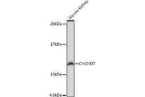 Western blot analysis of extracts of Mouse kidney, using CHCHD7 Rabbit pAb (ABIN7266450) at 1:1000 dilution. (CHCHD7 anticorps)