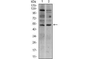 Western blot analysis using T antibody against HEK293 (1) and T (AA: 257-309) -hIgGFc transfected HEK293 (2) cell lysate. (T Antigen (AA 257-309) anticorps)