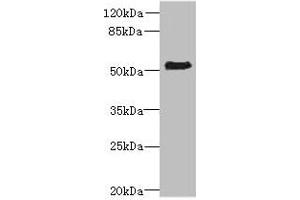 Western blot All lanes: ZNF212 antibody at 8 μg/mL + Mouse liver tissue Secondary Goat polyclonal to rabbit IgG at 1/10000 dilution Predicted band size: 56 kDa Observed band size: 56 kDa