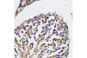 Immunohistochemistry of paraffin-embedded Rat testis using TEX101 Rabbit pAb (ABIN7270773) at dilution of 1:100 (40x lens). (TEX101 anticorps)