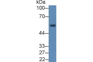 Detection of a1AT in Rat Pancreas lysate using Polyclonal Antibody to Alpha-1-Antitrypsin (a1AT) (SERPINA1 anticorps  (AA 27-181))