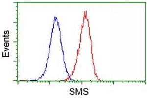 Image no. 3 for anti-Spermine Synthase, SMS (SMS) antibody (ABIN1501092) (SMS anticorps)