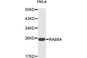 Western blot analysis of extracts of HeLa cells, using RAB8A antibody (ABIN3049334). (RAB8A anticorps)