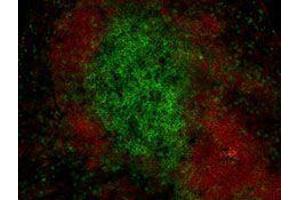 Immunofluorescence (IF) image for anti-CD19 Molecule (CD19) antibody (Alexa Fluor 594) (ABIN2656821)