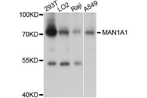Western blot analysis of extracts of various cell lines, using MAN1A1 antibody (ABIN5998162) at 1/1000 dilution. (MAN1A1 anticorps)