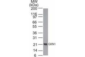 Image no. 1 for anti-Gastrokine 1 (GKN1) (AA 100-150) antibody (ABIN960186) (Gastrokine 1 anticorps  (AA 100-150))
