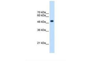 Image no. 1 for anti-tRNA Methyltransferase 2 Homolog B (TRMT2B) (AA 271-320) antibody (ABIN321542) (TRMT2B anticorps  (AA 271-320))
