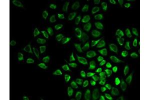 Immunofluorescence (IF) image for anti-Vimentin (VIM) (AA 1-200) antibody (ABIN3016292) (Vimentin anticorps  (AA 1-200))