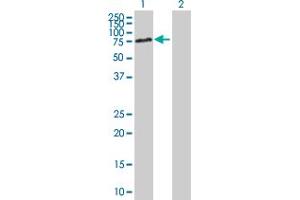Western Blot analysis of DBR1 expression in transfected 293T cell line by DBR1 MaxPab polyclonal antibody.