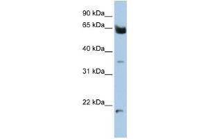 Western Blotting (WB) image for anti-Homeobox and Leucine Zipper Encoding (HOMEZ) antibody (ABIN2459136)