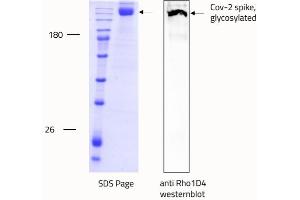 Western Blotting (WB) image for SARS-CoV-2 Spike (Trimer) protein (rho-1D4 tag) (ABIN6952670) (SARS-CoV-2 Spike Protein (Trimer) (rho-1D4 tag))