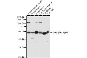 Western blot analysis of extracts of various cell lines, using Syntrophin alpha 1 antibody (ABIN7270692) at 1:500 dilution. (SNTA1 anticorps)