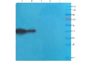 anti-Septin 5 (SEPT5) antibody