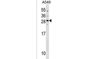 GUCA1B Antibody (N-term) (ABIN1881399 and ABIN2838420) western blot analysis in A549 cell line lysates (35 μg/lane). (GUCA1B anticorps  (N-Term))