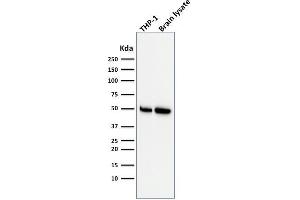 Western Blot Analysis of THP-1 cell and human Brain tissue lysate using ATG5 Mouse Monoclonal Antibody (ATG5/2553). (ATG5 anticorps  (AA 1-119))