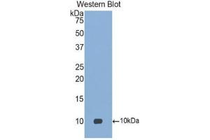 Western Blotting (WB) image for anti-Chemokine (C-C Motif) Ligand 18 (Pulmonary and Activation-Regulated) (CCL18) (AA 21-89) antibody (ABIN1078466)