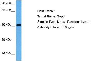 Host: Rabbit Target Name: GAPDH Sample Tissue: Mouse Pancreas Antibody Dilution: 1ug/ml