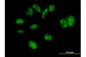 Immunofluorescence of purified MaxPab antibody to FBXW7 on HeLa cell. (FBXW7 anticorps  (AA 1-627))