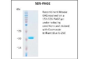 SDS-PAGE (SDS) image for Growth Hormone 1 (GH1) (Active) protein (ABIN5509313) (Growth Hormone 1 Protein (GH1))