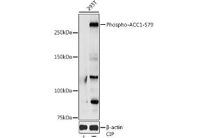 Western blot analysis of extracts of 293T cells, using Phospho--S79 antibody (ABIN3020066, ABIN3020067, ABIN3020068 and ABIN1681361) at 1:1000 dilution. (Acetyl-CoA Carboxylase alpha anticorps  (pSer79))