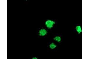 Immunofluorescence (IF) image for anti-Lipoprotein Lipase (LPL) (AA 28-475) antibody (ABIN1491317) (Lipoprotein Lipase anticorps  (AA 28-475))