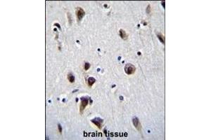 MeCP2 Antibody (N-term S80) (ABIN655914 and ABIN2845313) immunohistochemistry analysis in formalin fixed and paraffin embedded human brain tissue followed by peroxidase conjugation of the secondary antibody and DAB staining.