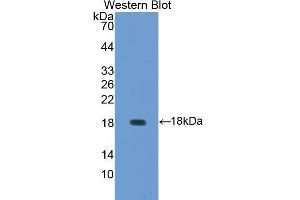 Western Blotting (WB) image for anti-Aggrecan (ACAN) (AA 34-147) antibody (ABIN1857940) (Aggrecan anticorps  (AA 34-147))