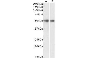 ABIN4902639 (0. (GDE1 anticorps)