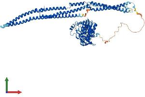AlphaFold protein structure predicition of Mouse Recombinant Fes Protein, UniprotID P16879