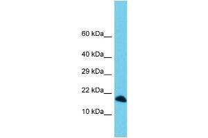 Host: Rabbit Target Name: C3orf36 Sample Type: 721_B Whole Cell lysates Antibody Dilution: 1. (C3ORF36 anticorps  (C-Term))