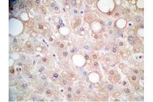Human liver tissue was stained by Rabbit Anti-FGF-21 (26-47) (H) Antibody